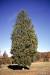 Aromatic Cedar