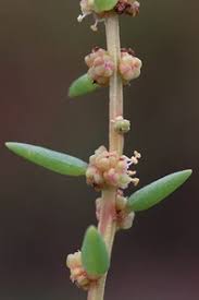 Image result for Suaeda monoica