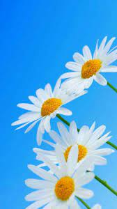 Pin By Ana Margarida Costa On Estate Da Vivere Colori Suoni Profumi E Sapori Flower Backgrounds Beautiful Flowers Wallpapers Daisy Flower