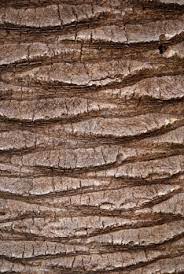 Palm Tree Bark Texture Tree Bark Texture Tree Textures Palm Trees