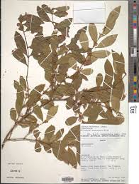 Image result for Hyparrhenia anthistirioides