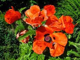 Explains the difference in fruiting process between apple trees and peach trees. Oriental Poppies The Garden Website Com