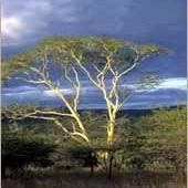 Image result for Ptaeroxylon obliquum