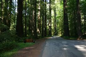 It is also located on an old homestead (which is really cool) and has 40 sites that range from completely in the redwoods or located on open meadow. Albee Creek Campground Humboldt Redwoods State Park California Womo Abenteuer