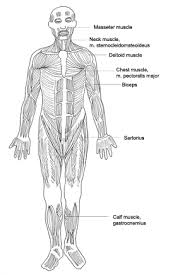 The human muscular system is complex and has many functions in the body. Human Body Diagram Medical Clipart