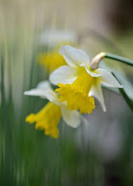 Narcissus Narcissus Daffodils Plants
