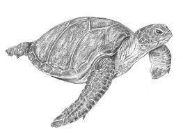All the best realistic sea turtle drawing 34+ collected on this page. How To Draw A Sea Turtle Step By Step Let S Draw Today