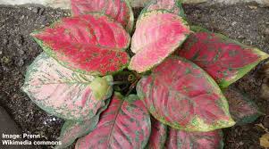 Crassula ovata (jade plant) is a succulent plant that is low maintenance and is generally grown as indoor plant. Aglaonema Care How To Grow Chinese Evergreen