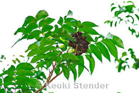 Image result for Sapindus saponaria