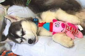 To create the best adoption experience for both people and animals, we are closed for traditional. 17 Surrendered Husky Puppies Available For Adoption From Okanagan Bc Spca Trail Daily Times