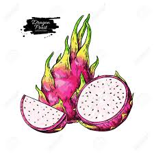 Dragon Fruit Vector Drawing Hand Drawn Tropical Food Illustration Royalty Free Cliparts Vectors And Stock Illustration Image 123715539 Show me your idea or drawing, let's make your exclusive products for you. dragon fruit vector drawing hand drawn tropical food illustration