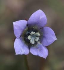 Image result for Wahlenbergia capitata