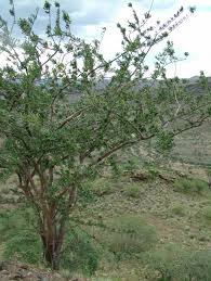 Image result for Albizia anthelmintica