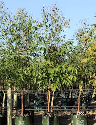 Image result for Eucalyptus robusta