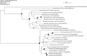 Image result for Neisseriaceae