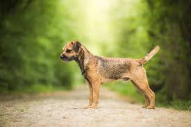 Image result for border teriér