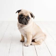 1 Pug Puppies For Sale In Florida