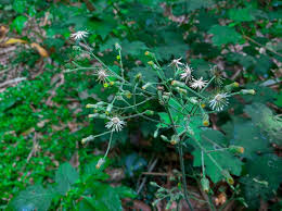 Image result for Pentanema