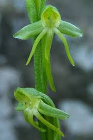 Image result for Habenaria chirensis