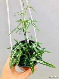 Image result for Adenia kirkii