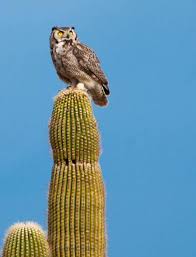 Birds Of Arizona Desert Great Horned Owl Near Florence Az Photo By Chris Couture Arizona Birds Desert Animals Pet Birds