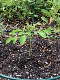 Image result for Moringa