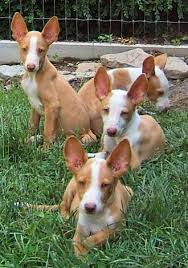 Ibizan Hound Puppy Ibizan Hound Dog Art Portraits Photographs Information And Just Plain Fun Also See How Artist Kline Draw Hound Puppies Ibizan Hound Dogs