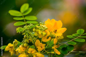 Image result for Fabaceae subfamily Caesalpinioideae