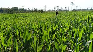 Padi jenis ini banyak di tanam di sabah dan sarawak yang kebiasaannya ditanam oleh orang asli seperti orang iban dan murut. Bisakah Petani Berhenti Menanam Jagung Di Kawasan Hutan Lombok Post
