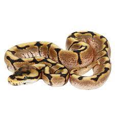 Juvenile Fancy Ball Python Reptiles Pet Capybara Pet Ball Python
