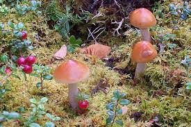 Fungi The Fight Against Climate Warming Has An Unexpected Ally Mushrooms Nature Aesthetic Stuffed Mushrooms Nature