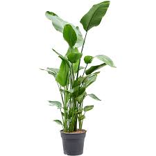 Image result for Strelitzia