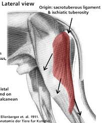 It can be traced from the pelvic inlet to the ileum in both dogs and cats, and its anatomic. Canine Pelvic Limb Muscles Flashcards Quizlet