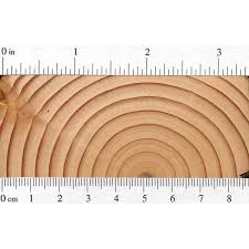 Douglas Fir The Wood Database Lumber Identification