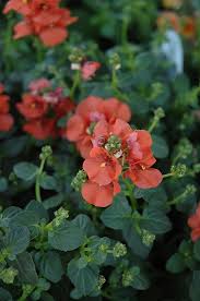 Image result for Diascia