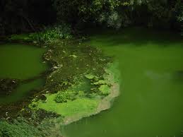 images?q=tbn:ANd9GcSb-dFp6g6Tnku8JNLx3aakVLxLeyKTeMgjPQ&s