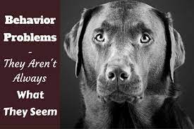 Labrador Retriever Behavior Problems Let S Talk About Lab Behaviors