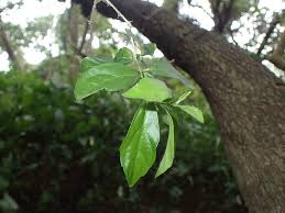 Image result for Erythrococca