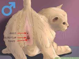 kedilerde cinsiyet belirleme rehberi kedi9 com