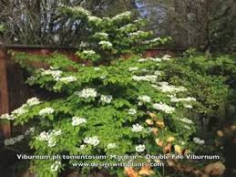 On average, viburnum shrubs need relatively little pruning. Viburnum Plic Tomentosum Mariesii Double File Viburnum Youtube