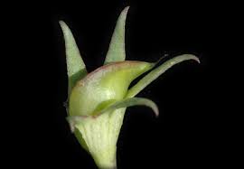 Image result for Cycnium recurvum