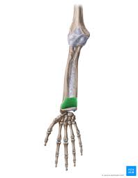 Dartmouth human anatomy learning modules. Pronator Quadratus Origin Insertion And Function Kenhub