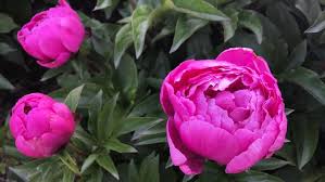 First, dig up the plant. How To Grow Peonies Miracle Gro