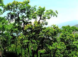 Image result for Pterocarpus megalocarpus