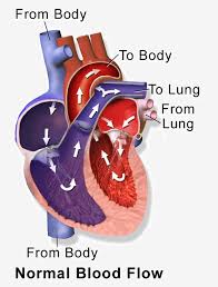 Before the 1900s, it was thought that all blood was the same, a misunderstanding that led to frequently fatal transfusions of animal blood into humans and hazardous transfusions of blood between people. 20 Fun Facts About The Circulatory System Biology Dictionary
