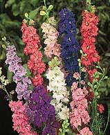 Espuela De Caballero Conejitos Delphinium Ajacis