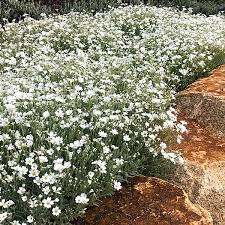 Image result for Cerastium