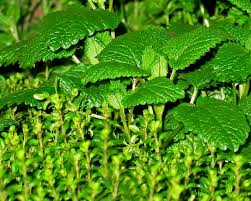 17 Remarkable Benefits Of Yerba Buena Herbs Kidney Disease Stages Dog Food Brands