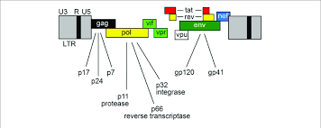 genome hiv 1 encodes three major genes