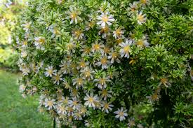 Image result for Pereskia aculeata